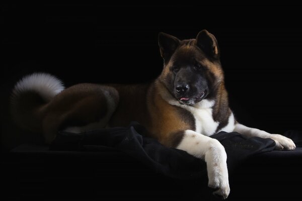 Ein schöner amerikanischer Akita-Mann liegt auf einem dunklen Hintergrund