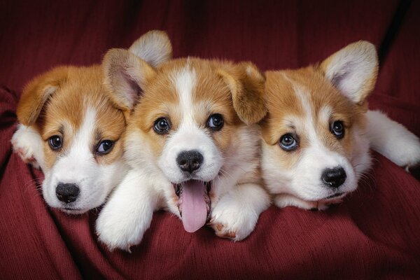 Tre piccoli cuccioli si trovano su un panno rosso