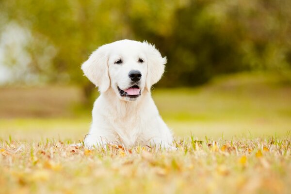 A dog on the lawn looks into the distance