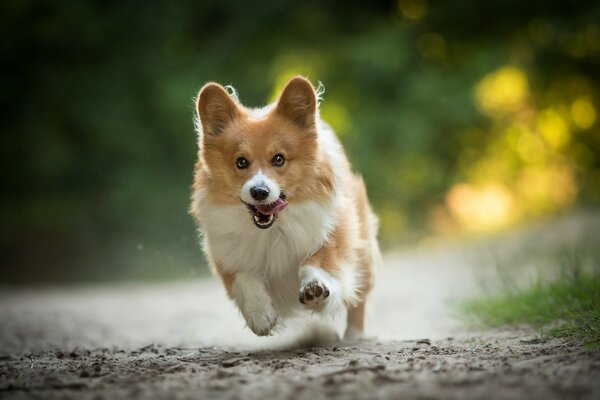 Der Veos-Corgi läuft fröhlich den Weg entlang