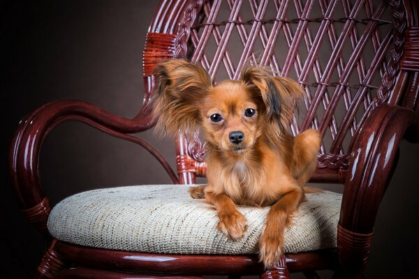 A small dog on a wooden chair