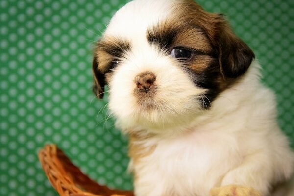 Shih tzu puppy cheeky photo of a cool kid