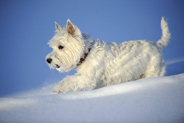 Perro pequeño caminando en invierno sobre la nieve