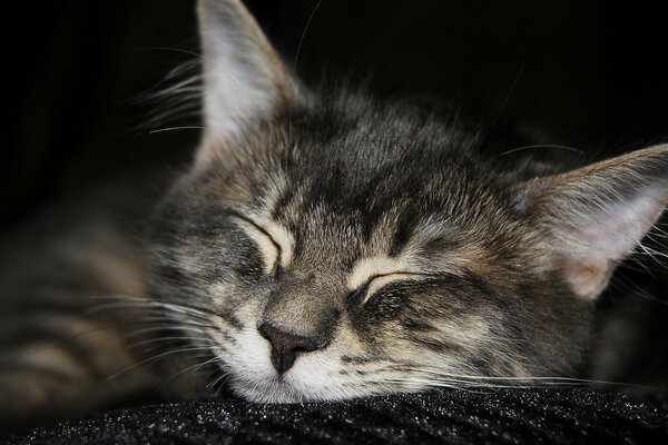 La cara de un gatito dormido sobre un fondo oscuro