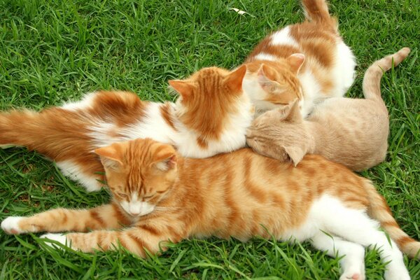 Pelirrojas con gatitos blancos durmiendo en la hierba