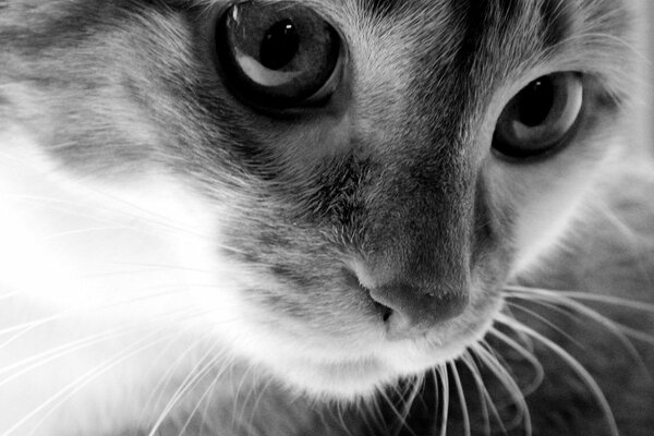 Black and white photo of a curious cat