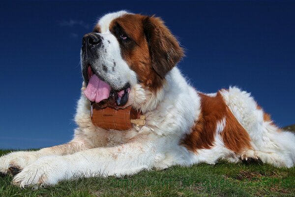 Puissant Saint Bernard en position couchée sur la pelouse