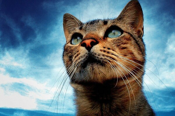 Katze mit bunten Augen auf Himmelshintergrund