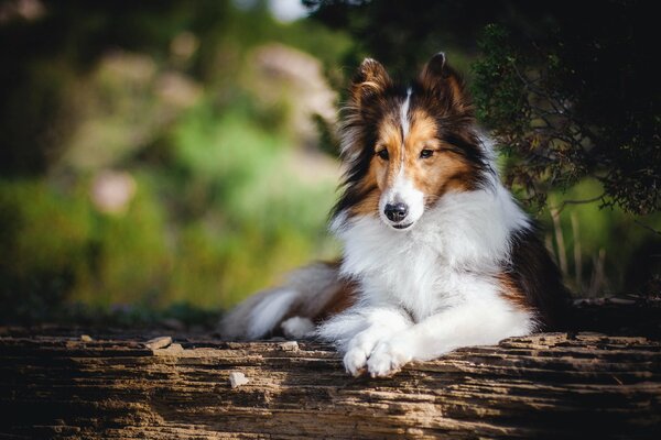 Schöner Hund liegt auf einem Baum