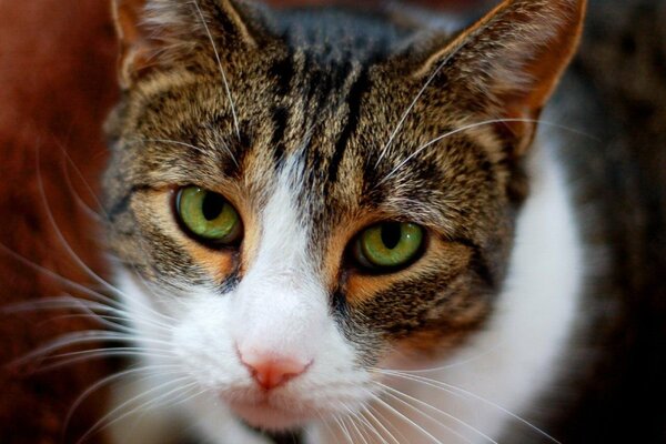 Katzenschnauze mit weißen Flecken und grünen Augen