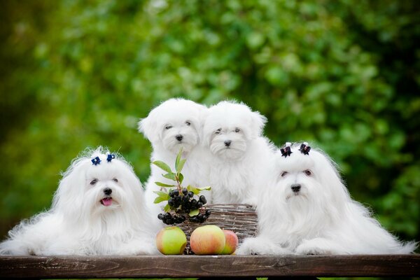 Cachorros alrededor de manzanas y bayas