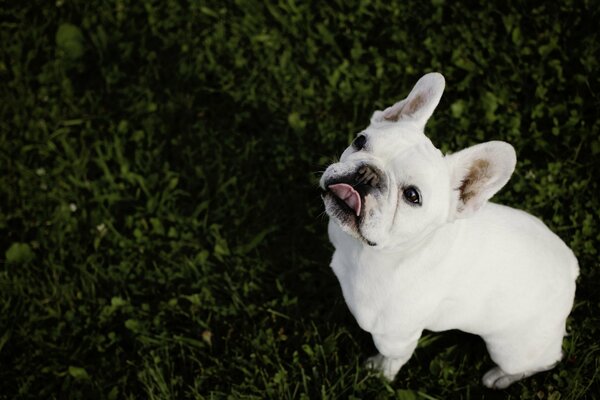 Bouledogue français assis sur l herbe