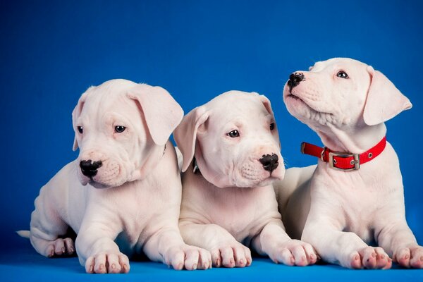 Три милых щеночка на синем фоне