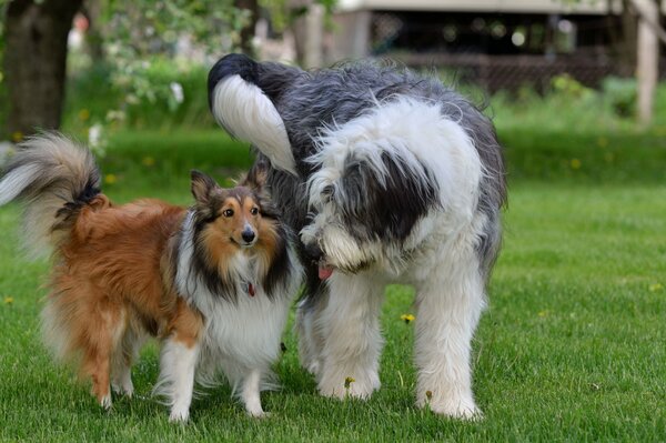 Two dogs, friends on the grass