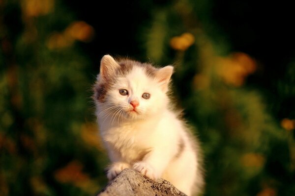 A small white kitten is sitting on a rock