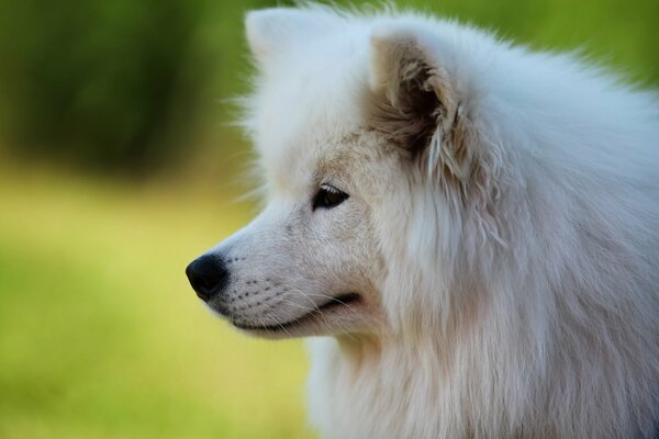 Adult samoyed cute muzzle