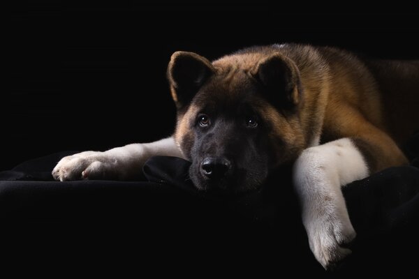 American akita with sad eyes on a dark background