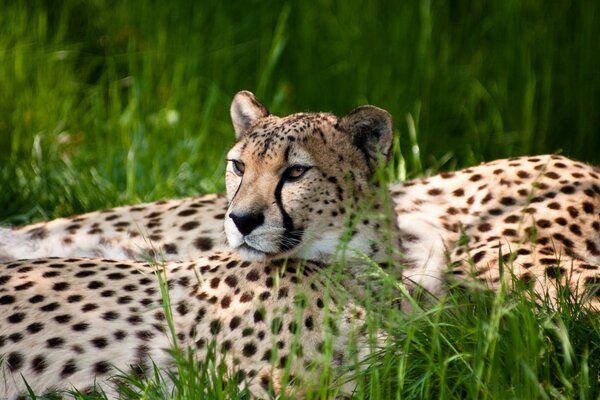 Cheetahs lie in the green grass