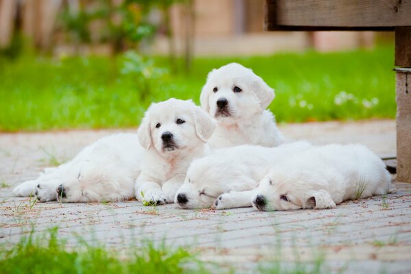 Four puppies on vacation