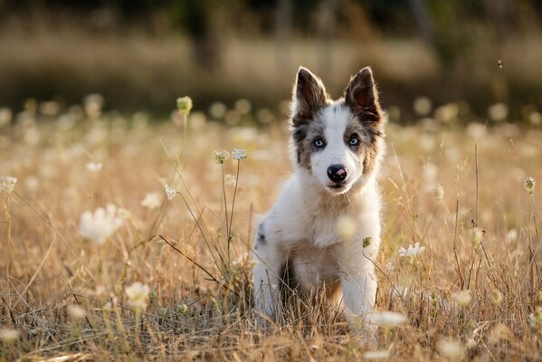 Un cachorro camina en verano en un Prado