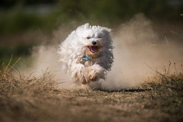 A shaggy dog runs and disperses the dust