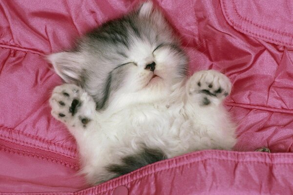 Cute kitten sleeps with paws up