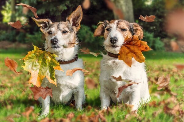 Dos lindos Jack Russell jugando en las hojas