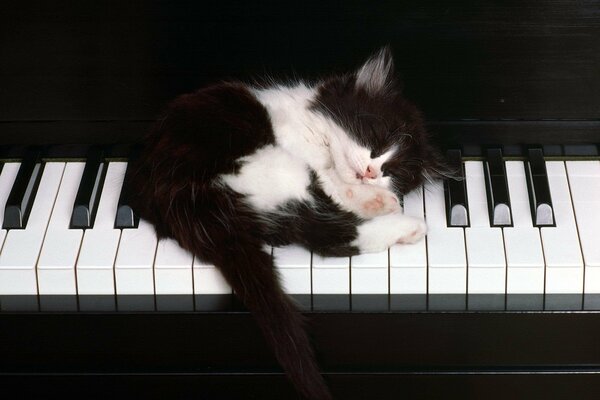 Черно-белый котенок спит на клавишах фортепьяно