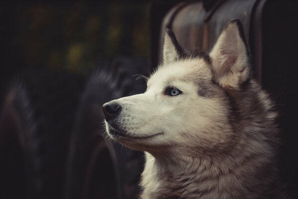 La mirada inteligente de Husky en la distancia