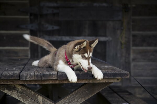 Husky dog in a wooden house