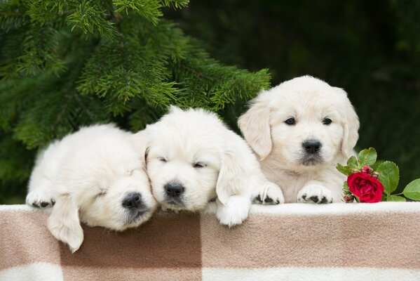 Trio di cuccioli con una rosa su uno sfondo di rami di abete rosso