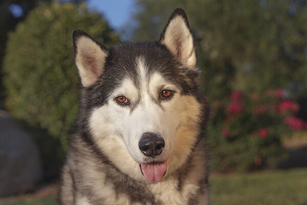 Husky con la lengua hacia afuera