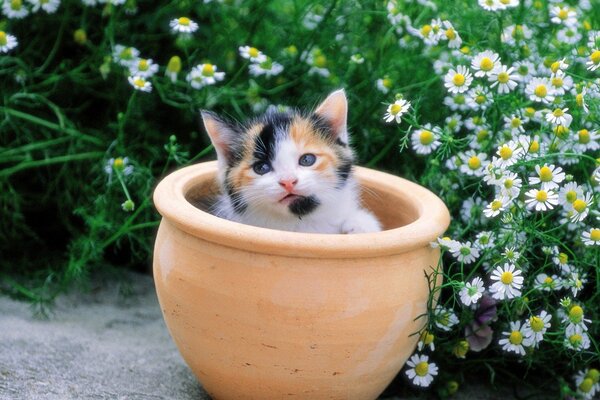 A small tricolor kitty is sitting in a flower pot