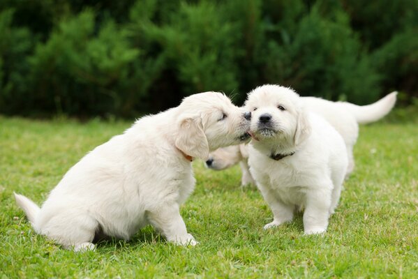 Un chiot caresse un autre