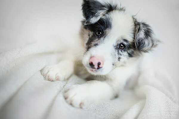 Fluffy milaha white on white