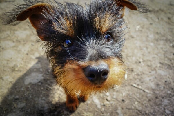 Museau d un petit Yorkshire Terrier près de