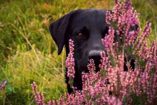 Labrador negro en flores en el campo. Fuerza y poder