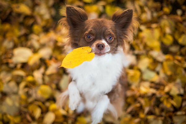 Chihuahua holds an autumn leaf