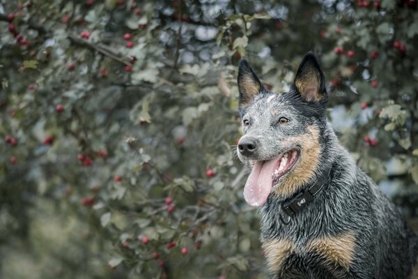 Ein nasser Hund steht neben einer Eberesche