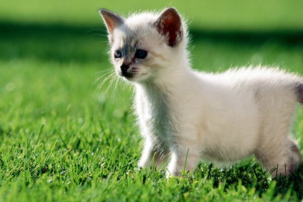 Белый котенок, зелёный насыщенный цвет травы
