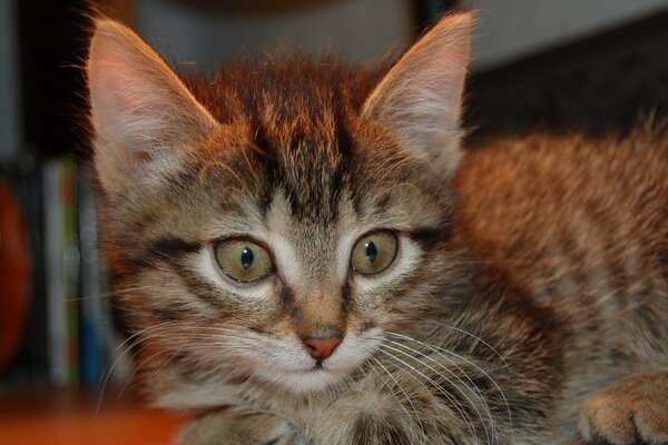 Thoughtful little striped kitten