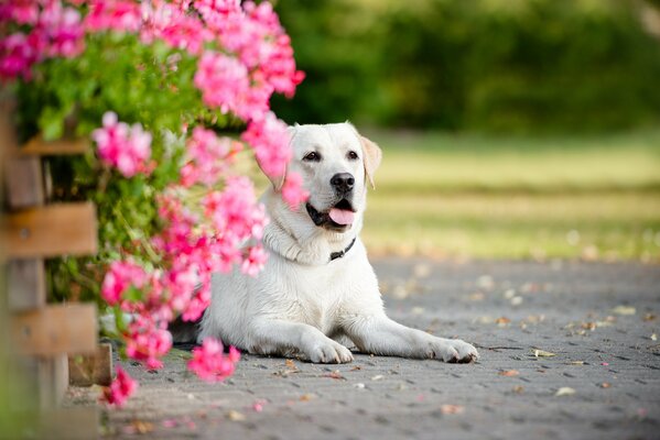 Beau portrait d un Labrador en fleurs