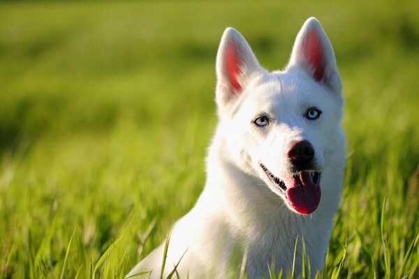 Beau Husky blanc dans l herbe verte