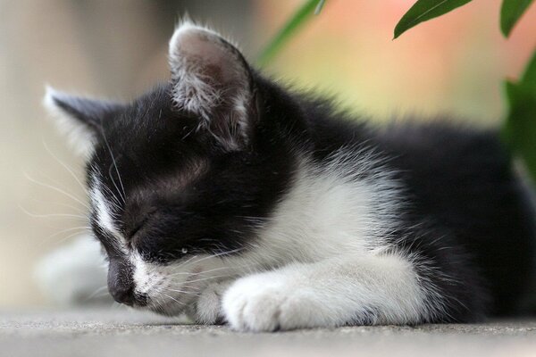 Little black and white kitten falls asleep