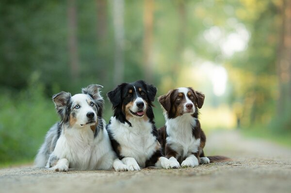 Tre compagni. Australian Shepherd in posa per una foto