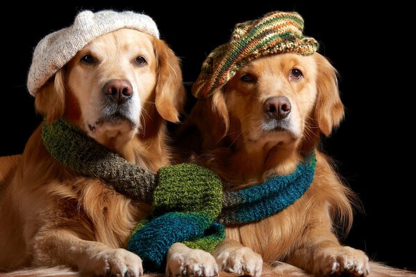 Two golden retrievers in knitted berets, in one scarf for two