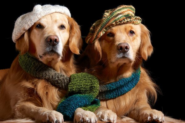 Dos Golden Retriever en boinas de punto, en una bufanda para dos