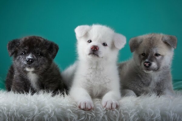 Cachorros pequeños como osos