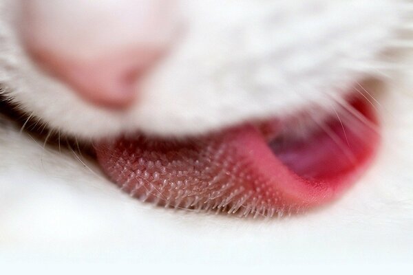 The tongue of a white cat in close-up