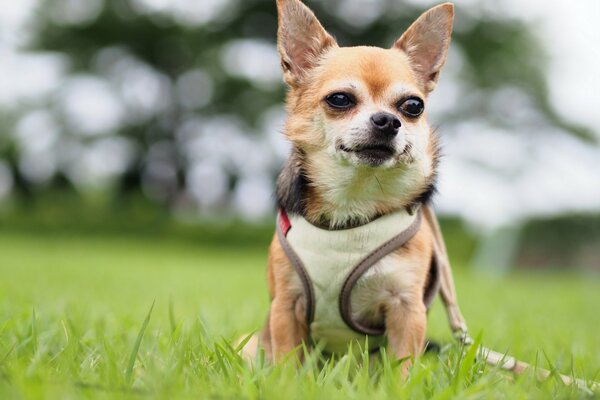 Al pequeño perro le encanta caminar